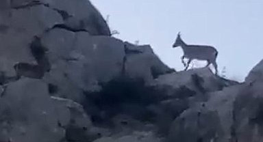 Malatya'da yaban keçileri görüntülendi