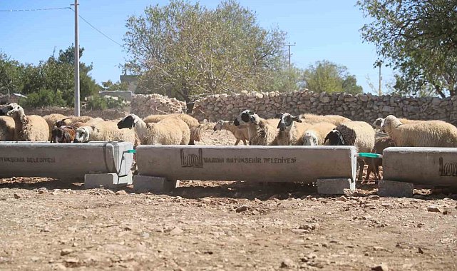 Mardin Büyükşehir Belediyesi 5 ilçede 330 adet sıvat dağıttı