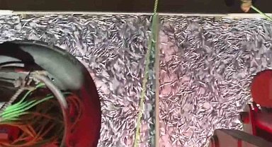 Marmara'da bereketli av: Bin kasa hamsi, bin kasa sardalya avlandı