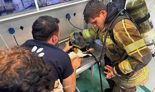 Mazgala düşen kayıp köpek ve yangında mahsur kalan kediler itfaiyenin çabasıyla kurtarıldı