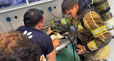 Mazgala düşen kayıp köpek ve yangında mahsur kalan kediler itfaiyenin çabasıyla kurtarıldı