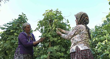 Mersin'de atalık tohumlar gelecek nesillere aktarılıyor