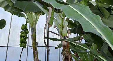 Mersin'de ilginç hırsızlık: Hırsızlar muz ve avokado hasadı yaptı