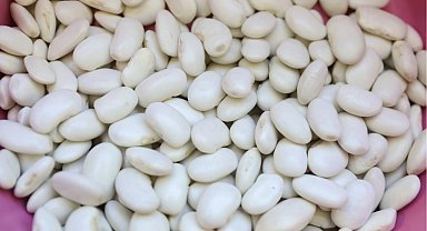 Mersin'de Leklek Fasulyesi yeniden hayat buluyor