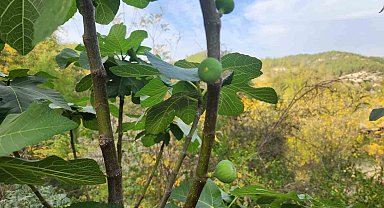 Mevsimi şaşıran incir ağaçları meyve verdi