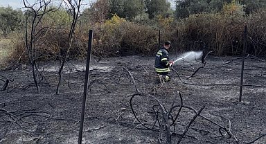 Muğla'da üzüm bağları alevlere teslim oldu