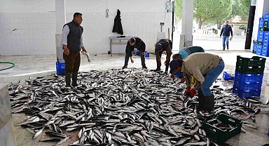 Muğla'dan 10 ayda 618 milyon dolar balık ihracatı