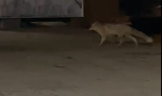 Muş'ta aç kalan tilki şehir merkezine indi