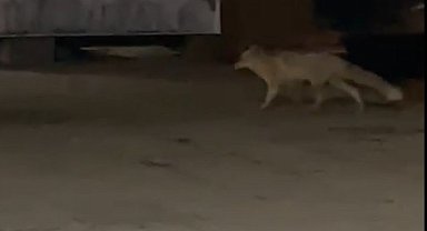 Muş'ta aç kalan tilki şehir merkezine indi