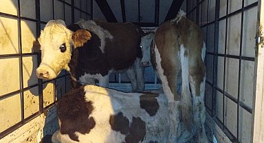 Muş'ta çalınan büyükbaş hayvanlar jandarma kontrolüne takıldı