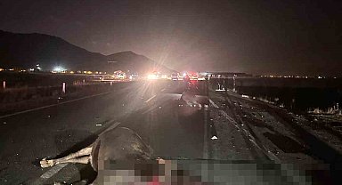 Muş'ta yola çıkan inekler kazaya neden oldu: 1 yaralı