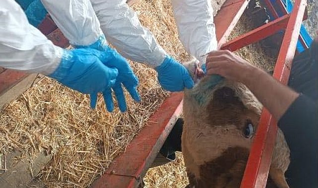 Nazilli'de şap hastalığıyla mücadele sürüyor