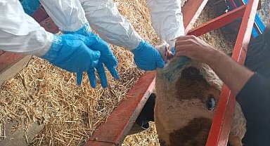 Nazilli'de şap hastalığıyla mücadele sürüyor