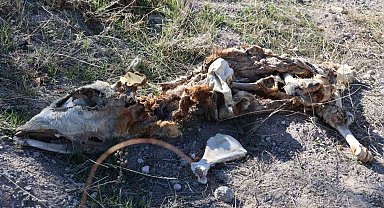 Nevşehir'de boş araziye atılmış 8 buzağı kadavrası bulundu