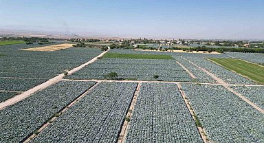 Niğde'de lahana tarlalarında pestisit denetimi yapıldı