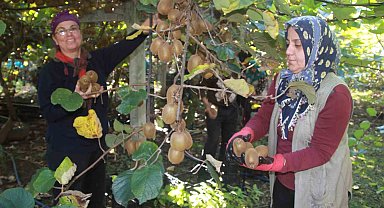 Ordu kivisinde rekolte hedefi 6 bin 200 ton: Ekonomiye katkısı yaklaşık 500 milyon TL