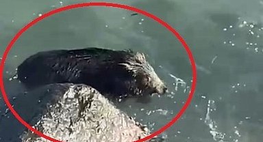 Ordu'da denizde yaban domuzu görüntülendi