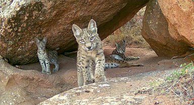 Ormanın hayaletleri ailece görüntülendi