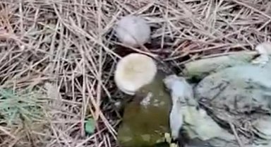 Ormanlık alanda çöp yığınları