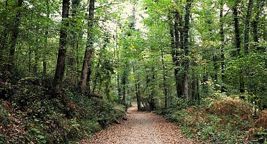 Ormanya sonbahar renkleriyle ziyaretçilerini ağırlıyor