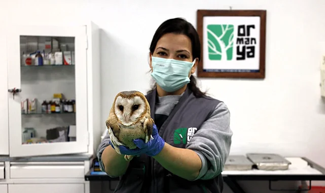 Ormanya yaban hayvanlarına umut oluyor