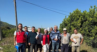 Ortaca'da narenciye bahçelerinde zararlılara karşı mücadele sürüyor
