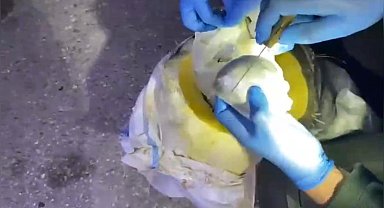 Osmaniye'de bal kabağından uyuşturucu çıktı