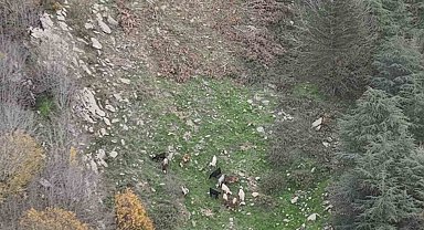 Osmaniye'de kaybolan 15 koyun dron ile bulundu