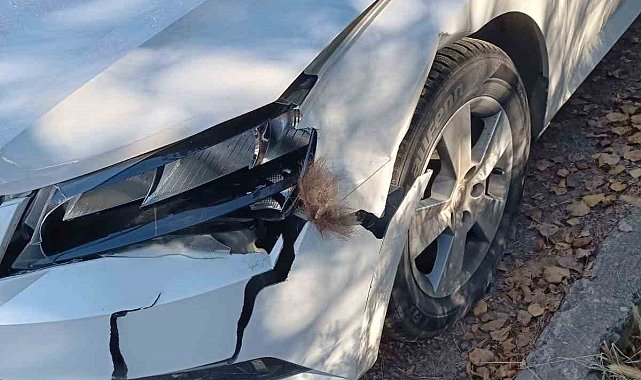 Otomobil ayıya çarptı