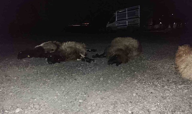 Otomobil sürüye çarptı, 8 koyun telef oldu