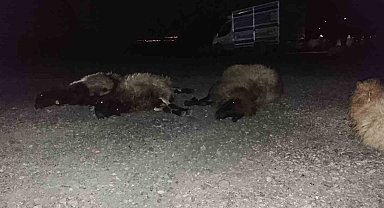 Otomobil sürüye çarptı, 8 koyun telef oldu