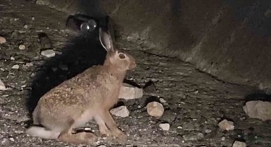 Otoyolda yabani tavşan görüntülendi