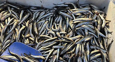 Palamut Gürcistan'a kaçınca tezgahlar hamsiyle doldu