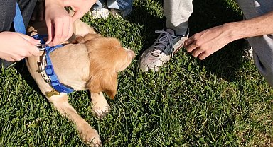 "Pati İzi" sokak hayvanlarına umut oluyor