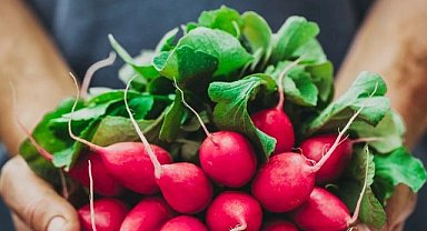 Pestisitte 'turp yaprakları' ayarı! Küçük ve büyük türler ayrı sınıflandırıldı!