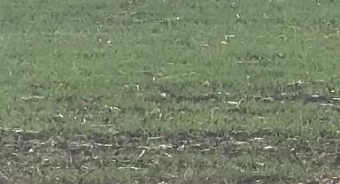 Popülasyonu artan kurtlar köylere indi