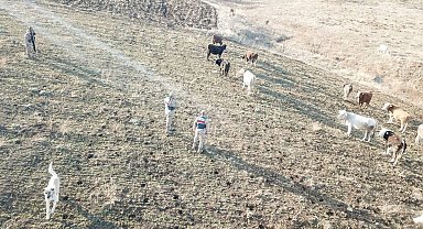 Refahiye'de kaybolan hayvanlar bulunarak sahibine teslim edildi