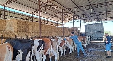 Riskli mahallelerde şap aşısı çalışmaları hızlandırıldı