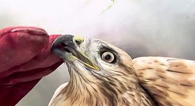 Sağlığına kavuşan kızıl şahin yeniden doğal yaşam alanına bırakıldı