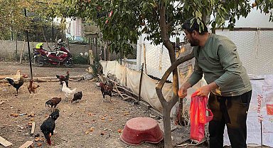 Sahibinin 'Yetiştirmek kolay değil' dediği mavi yumurtlayan 5 tavuğu tişörtün içerisine koyarak çaldı