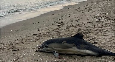 Samsun sahiline ölü yunus vurdu