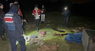 Samsun'da çöp konteynerinde 9 telef olmuş köpek bulundu
