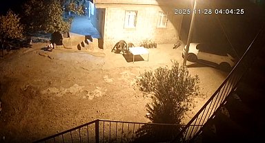 Şanlıurfa'da sırtlanlar tavuk kümesine girdi: Horoz ve tavukları çaldı