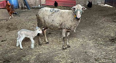 Şapa karşı 'hayvanlara küflü domates yedirmeyin, idrar içirmeyin' uyarısı