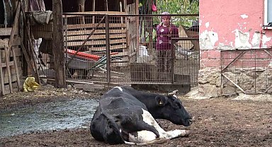 Şapa karşı en radikal koruma aşı: Aşılamayı ihmal etmeyin