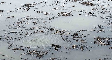 Sapanca Gölü'nden sonra bir korkutan görüntü de Efteni Gölü'nde oluştu