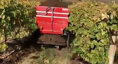 Sarıgöl'de bağlara kışlık doğal gübre verilmeye başlandı