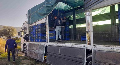 Sarıgöl'de örtüaltı üzüm hasadı devam ediyor