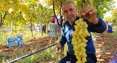 Sarıgöl'de üzüm fiyatları dibe vurdu