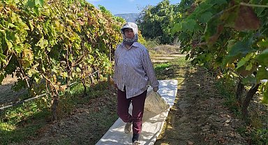 Sarıgöl'deki bağlarda örtü toplama mesaisi başladı